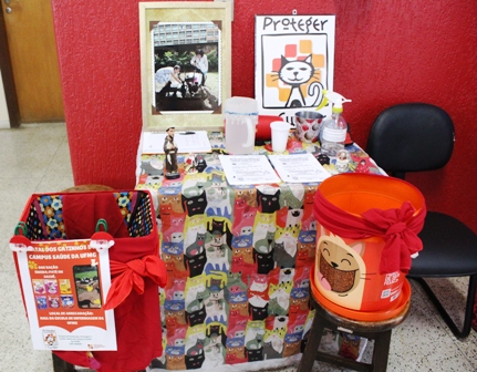 campanha gatos